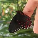 Papilio Mirabilis -Tropu tauriņu izstāde Anīkščos 