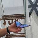 Papilio Mirabilis - Выставка тропических бабочек в Аникщяй 