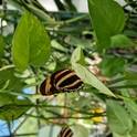 Papilio Mirabilis -Tropinių drugelių paroda Anykščiuose 