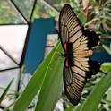 Papilio Mirabilis -Tropu tauriņu izstāde Anīkščos 
